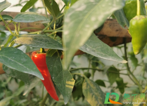 辣椒水淹后萎蔫了能活吗(辣椒淹水后塌叶还能活吗) 辣椒水淹后萎蔫了能活吗(辣椒淹水后塌叶还能活吗)