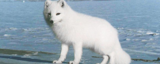 白狐能养殖吗(白狐狸可以养吗)