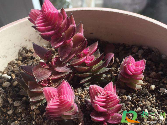 茜之塔扦插要先晾一下吗