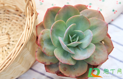 白凤多肉用浅盆还是深盆(多肉白凤用什么盆)