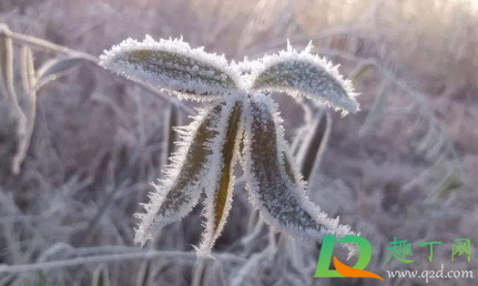 2020霜降天气会不会太冷(2020年啥时候霜降)