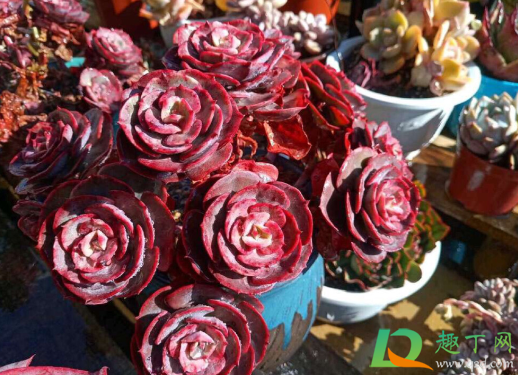 多肉红蔓莲好养活不(多肉红蔓莲是贵货吗)