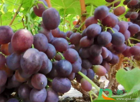 葡萄快熟时烂果打啥(葡萄在成熟前烂果) 葡萄快熟时烂果打啥(葡萄在成熟前烂果)