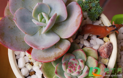 白凤多肉用浅盆还是深盆(多肉白凤用什么盆) 白凤多肉用浅盆还是深盆(多肉白凤用什么盆)