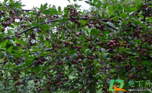 嫁接山楂用什么做母本(山楂苗是用什么原生苗嫁接)