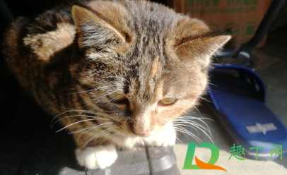 狸花猫呕吐没力气怎么回事(狸花猫吐了是不是吃太多了) 狸花猫呕吐没力气怎么回事(狸花猫吐了是不是吃太多了)