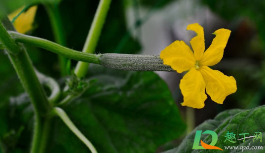 黄瓜为什么不结果全是雄花(黄瓜苗只开雄花不结果是什么情况)
