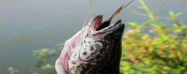 下夜钓钓到黑鱼经验分析(晚上好钓黑鱼吗)