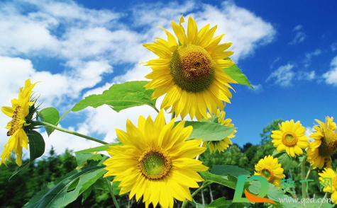 向日葵会一直跟着太阳转来转去吗(向日葵为什么一直跟着太阳转?)