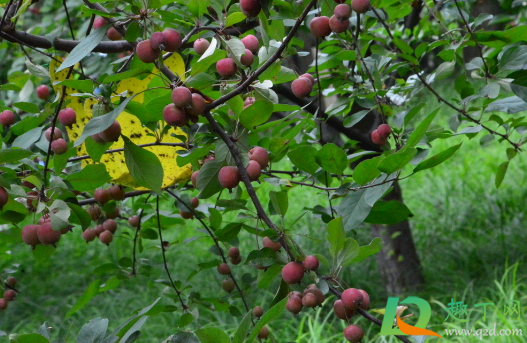 嫁接山楂用什么做母本(山楂苗是用什么原生苗嫁接)