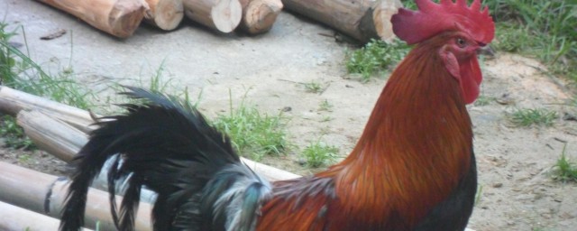 笨鸡是鸡中的一种叫法(笨鸡为什么叫笨鸡)