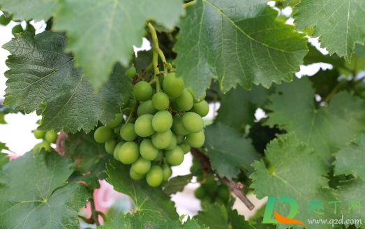 葡萄能在香椿树上嫁接吗(香椿可以嫁接桃树吗)