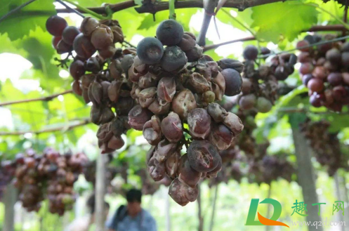 葡萄快熟时烂果打啥(葡萄在成熟前烂果)
