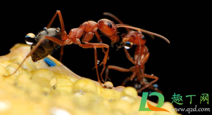 大蚂蚁咬了很疼怎么办(给大蚂蚁咬了疼怎么办)