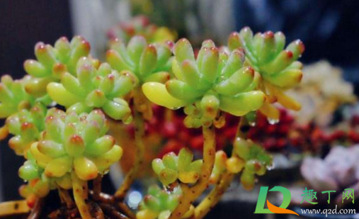 乙女心掉叶子还可以长吗(乙女心叶子越长越小)