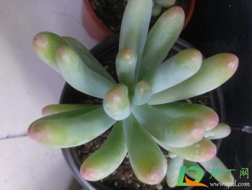 多肉乙女心好养活不(多肉乙女心怎么样) 多肉乙女心好养活不(多肉乙女心怎么样)