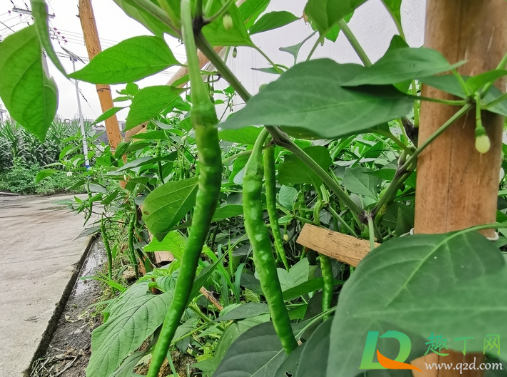 辣椒水淹后萎蔫了能活吗(辣椒淹水后塌叶还能活吗) 辣椒水淹后萎蔫了能活吗(辣椒淹水后塌叶还能活吗)