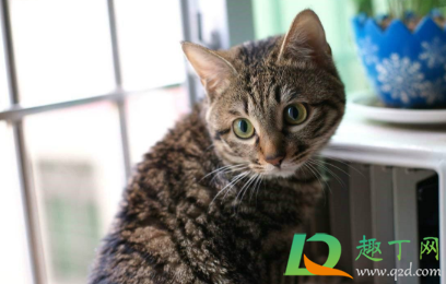 狸花猫一直吃米饭可以吗(狸花猫不吃猫粮吃剩饭)