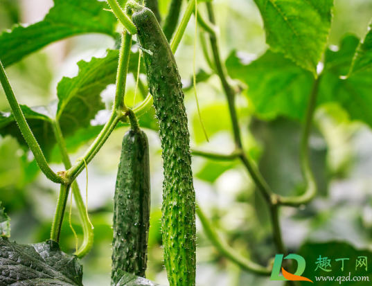 黄瓜为什么不结果全是雄花(黄瓜苗只开雄花不结果是什么情况)