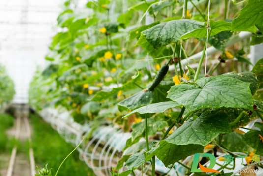黄瓜为什么不结果全是雄花(黄瓜苗只开雄花不结果是什么情况)