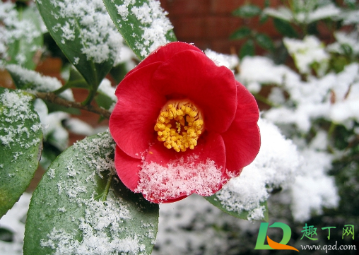 茶花可以水插生根不(茶花能扦插在水中么) 茶花可以水插生根不(茶花能扦插在水中么)