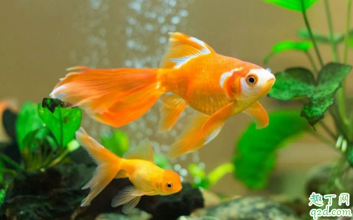 金鱼为什么在家里老养不活 初次养鱼需要注意什么