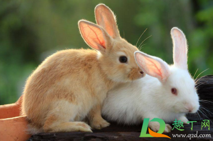 养兔子气温多少度合适(养兔最适合多少温度) 养兔子气温多少度合适(养兔最适合多少温度)