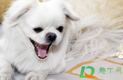 狗狗脚趾炎用碘伏好使吗(狗狗趾间炎用碘伏可以吗)