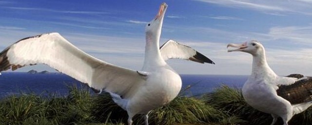 世界上翅膀最大的鸟是什么？(翅膀最大的鸟是什么鸟)