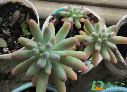 乙女心化水是因为水大吗(乙女心水培)