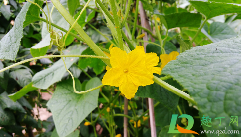 黄瓜定植以后能不能上鸡粪(黄瓜可以施鸡粪肥吗)