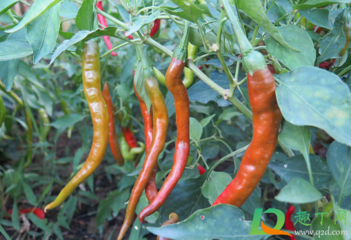 辣椒水淹后萎蔫了能活吗(辣椒淹水后塌叶还能活吗)