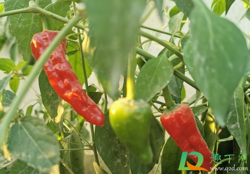 辣椒烂头是什么原因造成的(辣椒烂尾是什么病) 辣椒烂头是什么原因造成的(辣椒烂尾是什么病)