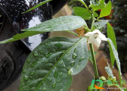 辣椒叶子下垂需要浇水吗(辣椒刚种下要浇水吗)