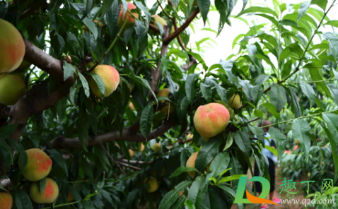 桃子后期落果怎么回事(桃子结果了怎么会掉果) 桃子后期落果怎么回事(桃子结果了怎么会掉果)