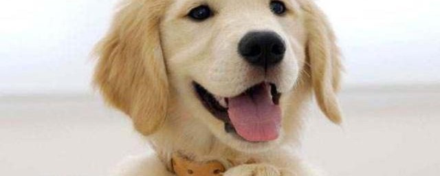 怎么护理狗狗的毛发(狗怎么梳理毛发)