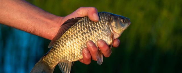 如何区分野生鱼和养殖鱼(怎样区分野生鱼和人工饲养鱼)