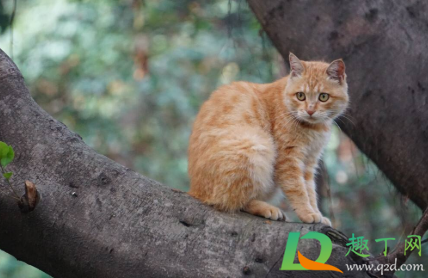 不严重的猫藓需要药浴吗(药浴能治好猫藓吗)