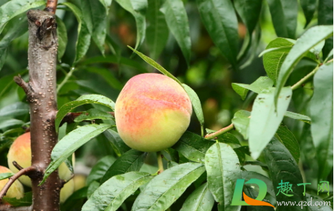 桃子后期落果怎么回事(桃子结果了怎么会掉果)