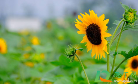 向日葵会一直跟着太阳转来转去吗(向日葵为什么一直跟着太阳转?) 向日葵会一直跟着太阳转来转去吗(向日葵为什么一直跟着太阳转?)