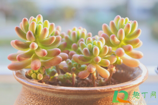 乙女心叶片为什么萎缩(乙女心为什么萎缩了)