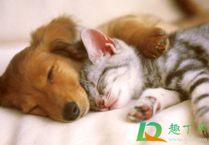 狗狗肚子动是怎么回事(狗狗肚子动来动去)