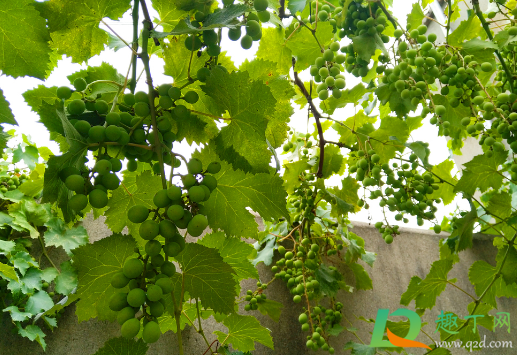 葡萄树被水淹了还能活吗(挂果的葡萄树被水淹了怎么办) 葡萄树被水淹了还能活吗(挂果的葡萄树被水淹了怎么办)