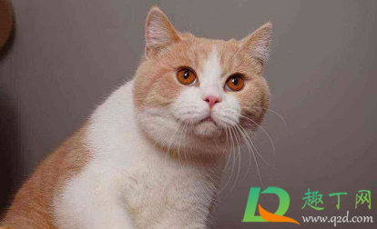 猫增肥发腮吃什么(怎么让猫发腮更胖一些)