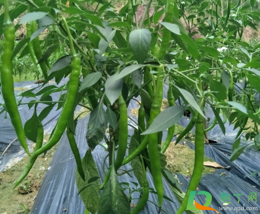 辣椒叶子下垂需要浇水吗(辣椒刚种下要浇水吗)