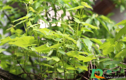 葡萄树被水淹了还能活吗(挂果的葡萄树被水淹了怎么办) 葡萄树被水淹了还能活吗(挂果的葡萄树被水淹了怎么办)