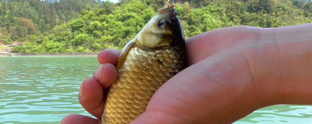 夏季要用什么味型钓鲫鱼(夏季用什么味型饵料钓鲫鱼)