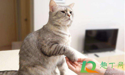 不严重的猫藓需要药浴吗(药浴能治好猫藓吗)