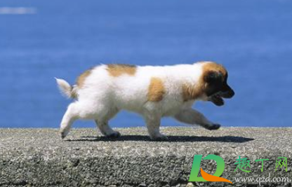 狗狗脚趾炎用碘伏好使吗(狗狗趾间炎用碘伏可以吗)