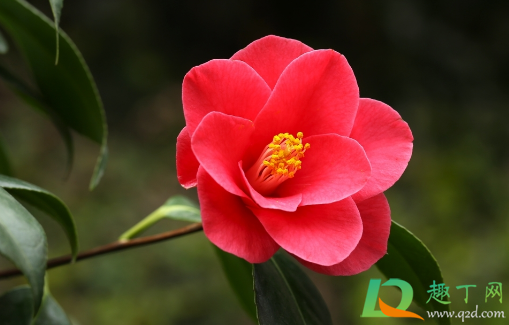 茶花可以水插生根不(茶花能扦插在水中么) 茶花可以水插生根不(茶花能扦插在水中么)